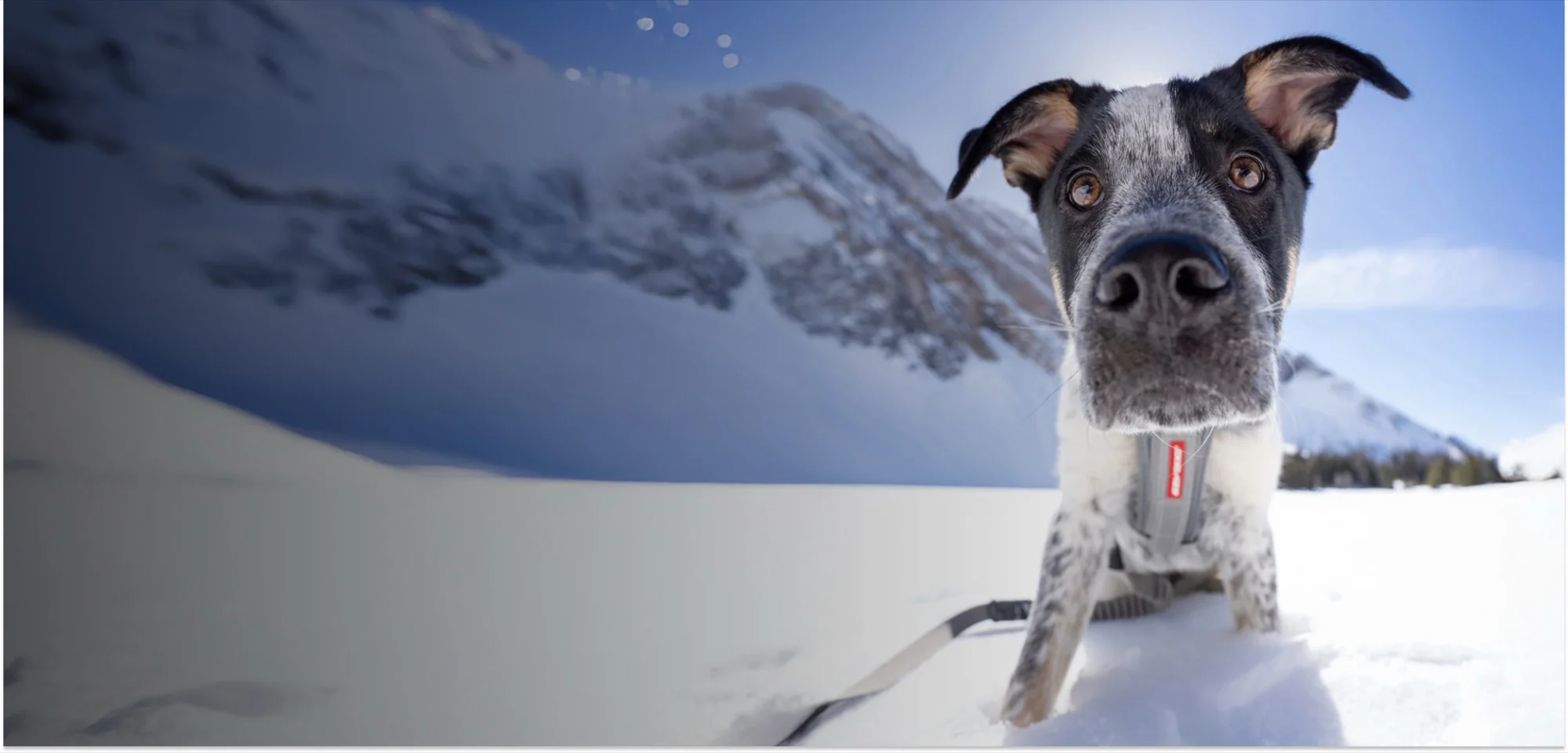 Elevate Your Dog's Adventure